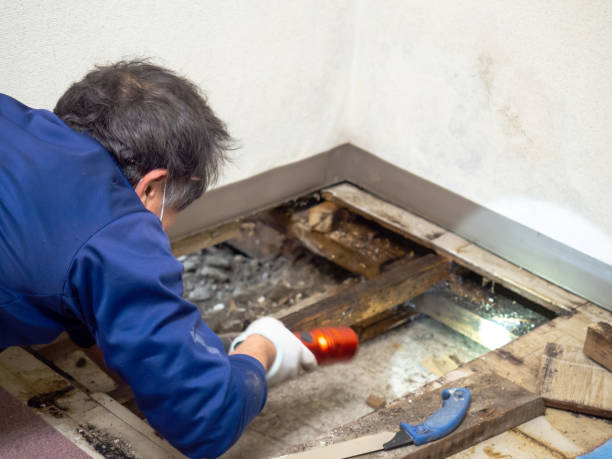 Best Certified Mold Removal  in Bluffdale, UT