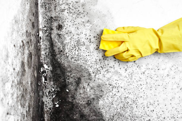 Best Mold Removal Company Near Me  in Bluffdale, UT