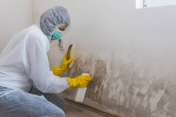 Mold Removal and Inspection in Bluffdale, UT