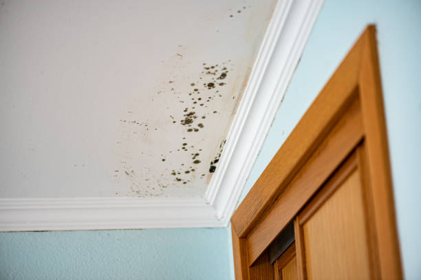 Best Toxic Mold Removal  in Bluffdale, UT