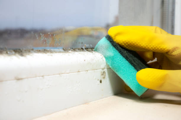 Best Office Mold Removal Services  in Bluffdale, UT