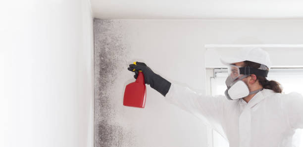 Best Attic Mold Removal  in Bluffdale, UT