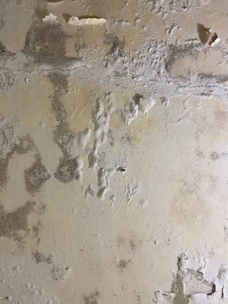 Best Local Mold Removal Service  in Bluffdale, UT
