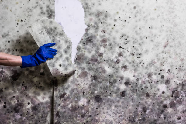 Best Mold Remediation  in Bluffdale, UT