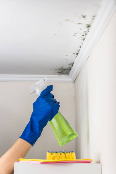 Best Emergency Mold Removal  in Bluffdale, UT