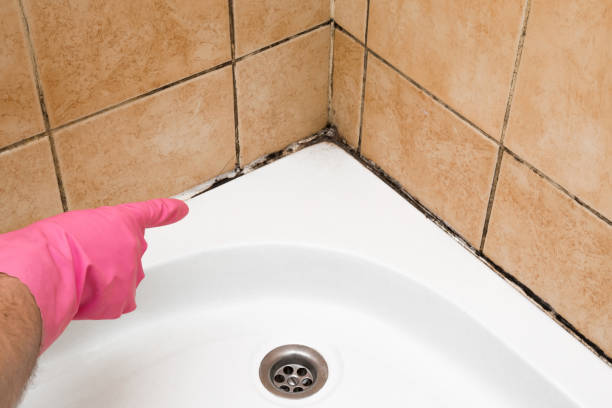 Best Same-Day Mold Removal  in Bluffdale, UT